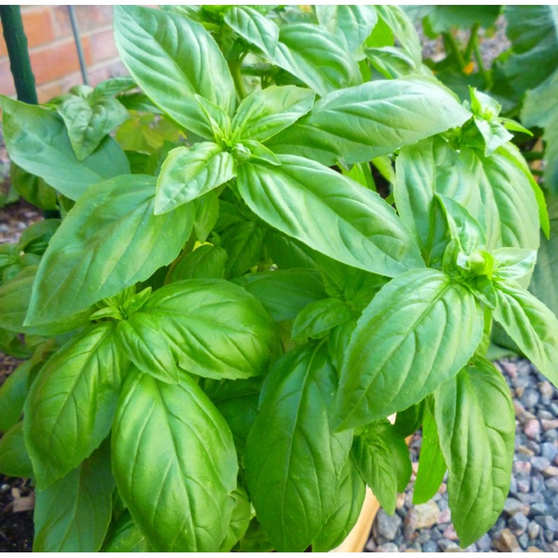 Price: €1.95 - Sementes de manjericão (Ocimum Basilicum) - 