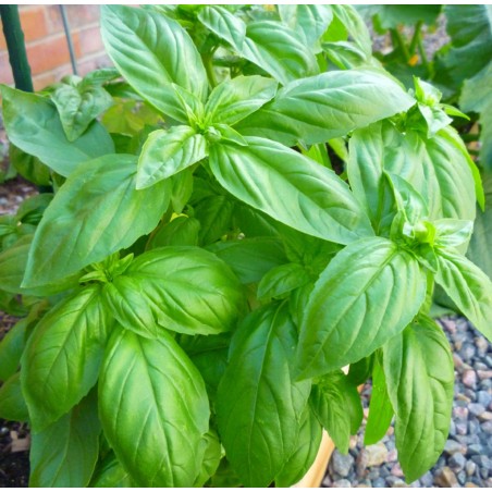 Price: €1.95 - Semi di Basilico Aromatico (Ocimum Basilicum) - 