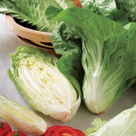 Frön Radicchio Cicoria "Pan di Zucchero" | 1,95 €