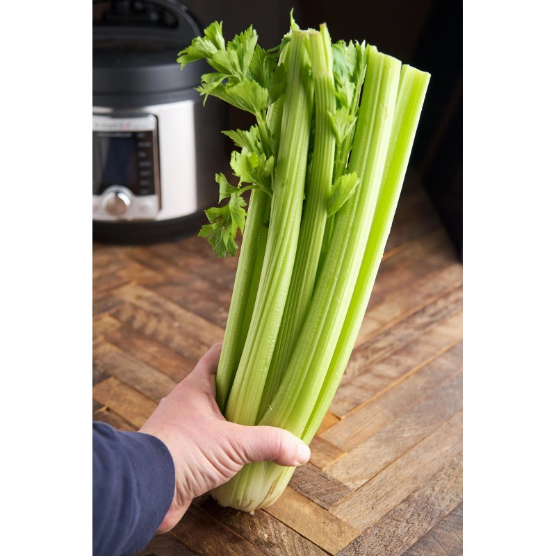 Graines de céleri Utah (apium graveolens) | 1,55 €