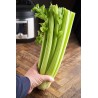 Graines de céleri Utah (apium graveolens) | 1,55 €
