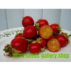 Sementes de Litchi Tomato - Morelle de Balbis