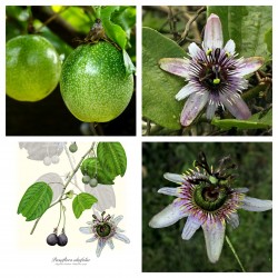 Semințe de Passiflora...