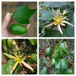 Passiflora herbertiana frön
