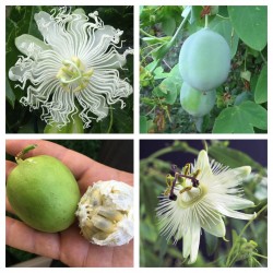 Semi di Passiflora Bianca...