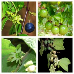 Semințe de Passiflora sexflora