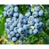 Lowbush Blueberry Seeds (Vaccinium angustifolium)