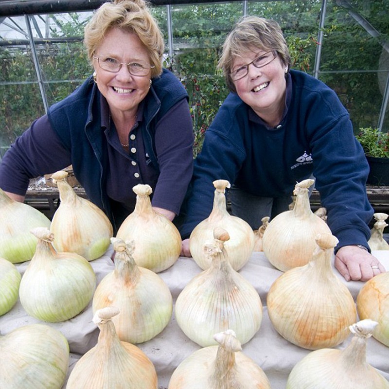 Globo Giant Onion Seeds | €1.75