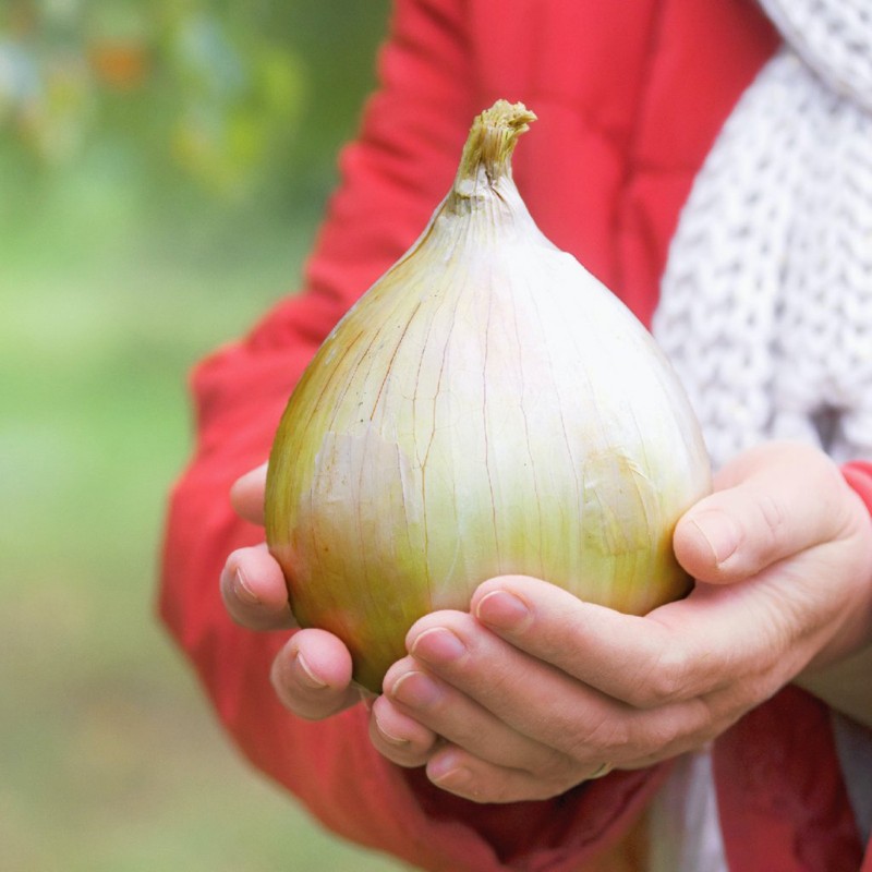 Globo Giant Onion Seeds | €1.75