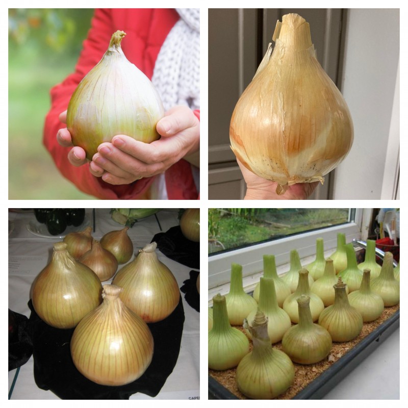 Globo Giant Onion Seeds | €1.75