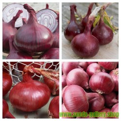 Red Karmen Onion Seeds