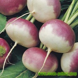 Turnip seeds Early Purple