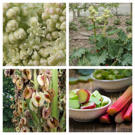 Semena Reveň kadeřavá Victoria (Rheum rhabarbarum) | 1,85 €