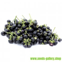 Wonderberry Samen (Solanum...