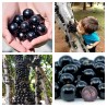 Brazilian Grapetree, Jabuticaba Seeds (Plinia cauliflora) | 6,50 €
