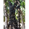 Jaboticaba - Brasilianische Traube Samen (Myrciaria cauliflora) | 6,50 €
