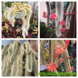 Monkey Tail Cactus Seeds...