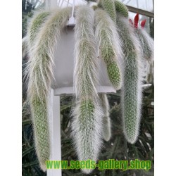 Hildewintera Cleistocactus Colademononis Monkey's Tail Cactus Bonsai Seeds