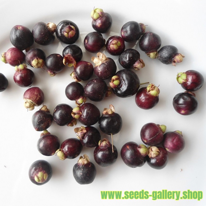 https://www.seeds-gallery.shop/12272-large_default/sementes-de-myrtle-chile-temu-luma-apicicata.jpg