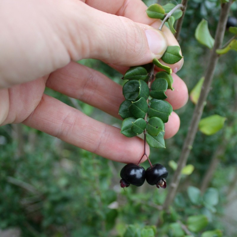 Arrayan - Chilean Myrtle Seeds (Luma apiculata) | €1.95