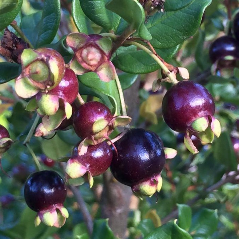 Nasiona Chilijskie Myrtle (Luma Apaiculata) | 1,95 €