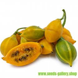 Semințe de papaya cu frunze...