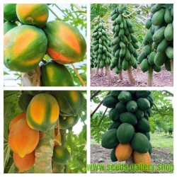 20Pièces Graines De Papaye Naine Sweet Heirloom Fruits Tropicaux Papaye Facile à Planter Taux De Germination élevé Facile à Cultiver Et Rendement élevé 