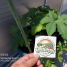 Ricinus communis Seme | 1,85 €
