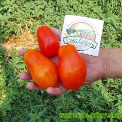 Semena rajčat Scatalone