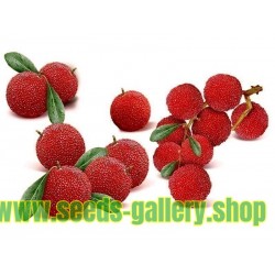 Semi di Giapponese bayberry rosso yumberry (Myrica rubra)