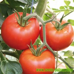 1500 Seeds Heinz 1370 Tomato