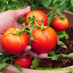 Backa tomatfrön
