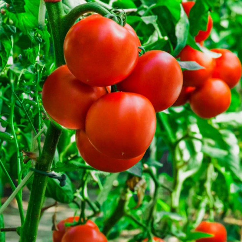 Sementes De Tomate Backa | 2,25 €