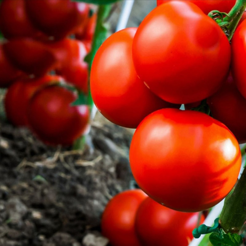 Sementes De Tomate Backa | 2,25 €