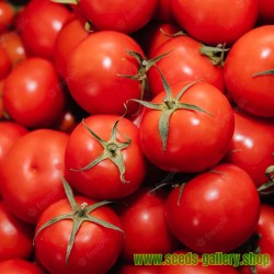 بذور الطماطم لوفا