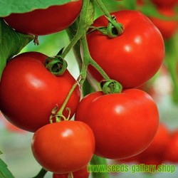 Sementes de tomate "Knjaz"