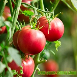 "Donau Rubin" tomatfrön