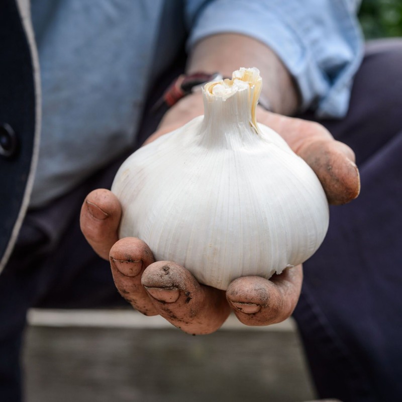 Greek Kalampaka Garlic cloves