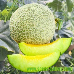 Melon seeds "Hungarian...