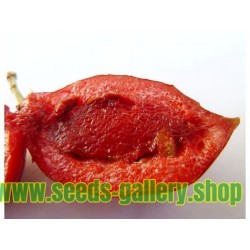 Natal Plum Seeds (Carissa macrocarpa)