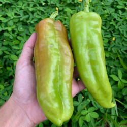Cubanelle Pepper Seeds...