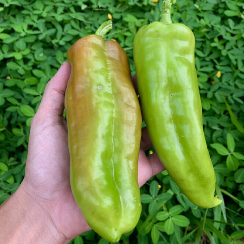 Cubanelle Pepper Seeds (Capsicum Annuum) | €2.75