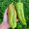 Cubanelle Pepper Seeds (Capsicum Annuum) | €2.75