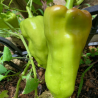 Cubanelle Pepper Seeds (Capsicum Annuum) | €2.75