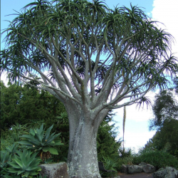Aloe trädfrön (Aloidendron...