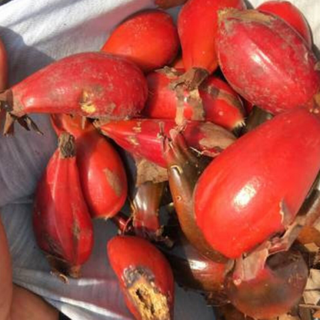 Σπόροι άγριου κάρδαμου (Aframomum angustifolium) | 4,30 €