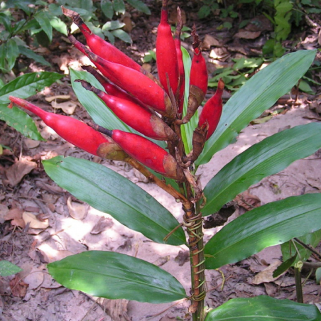 Semillas de cardamomo silvestre (Aframomum angustifolium) | 4,30 €