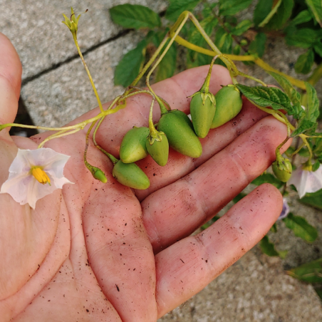 Price: €5.2 - Seminte de cartofi salbatici (Solanum colombianum) - 