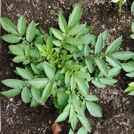 Price: €5.2 - Seminte de cartofi salbatici (Solanum colombianum) - 