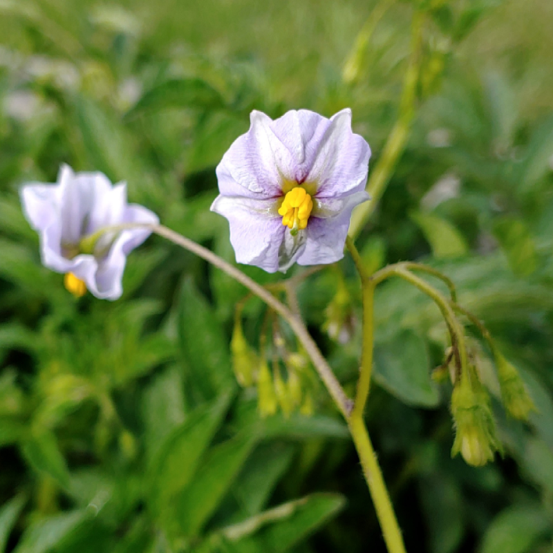 Price: €5.2 - Seminte de cartofi salbatici (Solanum colombianum) - 